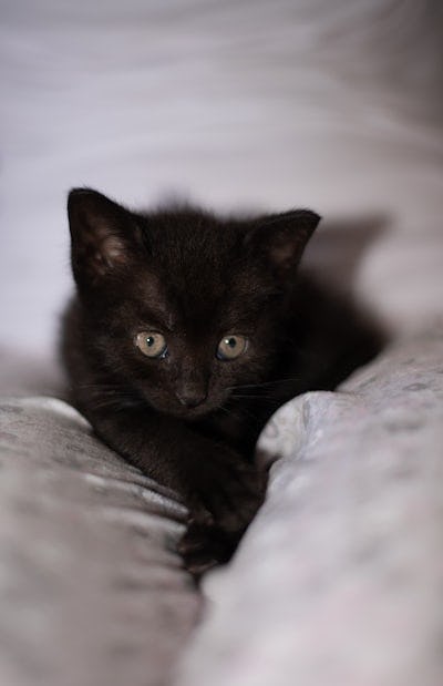 Cute black kitten, relaxed in a lap.